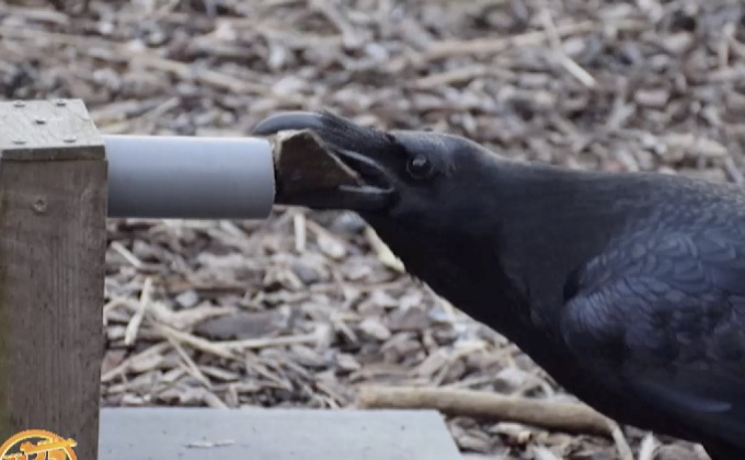 “นกเรเวน” สามารถวางแผนในอนาคตได้