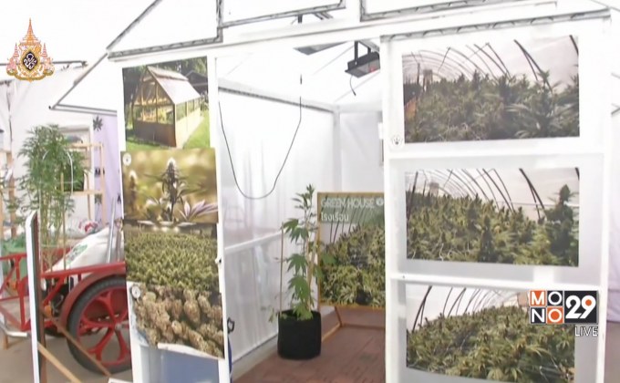 ปชช.ร่วมงาน “พันธุ์บุรีรัมย์” หวังปลดล็อคกัญชาเสรี