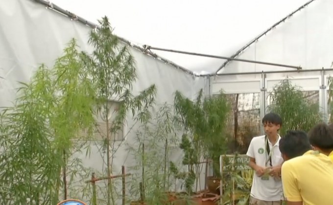 ภูมิใจไทยแก้กฎหมายปลูกกัญชาบ้านละ 6 ต้น