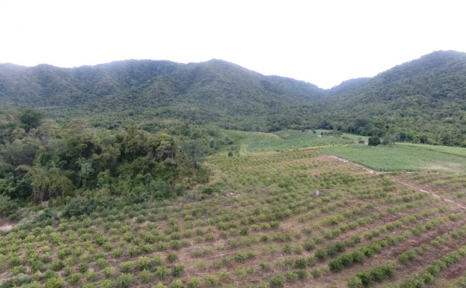 ดีเอสไอสอบนายทุนไต้หวันรุกที่หลวง 1,200 ไร่