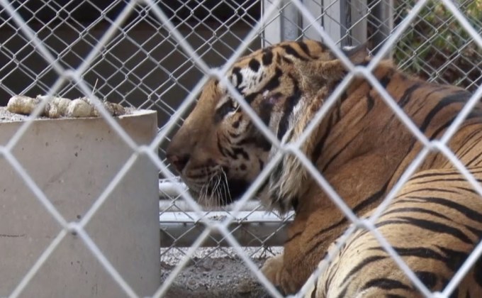 จนท.แจงเสือของกลางตาย 86 ตัว ป่วยติดเชื้อจากที่อยู่เดิม