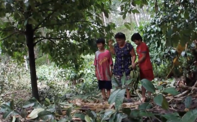 ช้างป่า 16 ตัวบุกสวนผลไม้ จ.ตราด