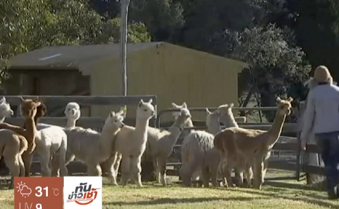 ธุรกิจขนอัลปาก้ากำลังเติบโต