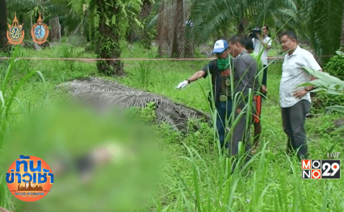 จ่อยิงหัวชายนิรนามกลางสวนปาล์ม