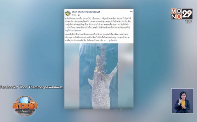 ช่วยฉลามวาฬเชือกรัดคอ