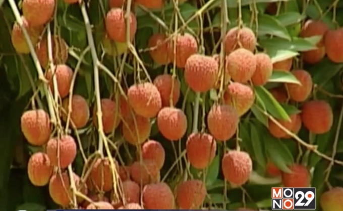 ผลวิจัยชี้เด็กอินเดียเสียชีวิตหลังกินลิ้นจี่ตอนท้องว่าง