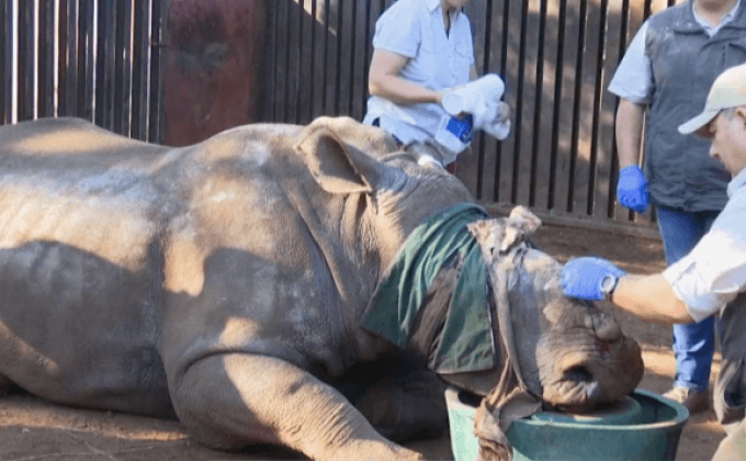 ความหวังในการรักษาแรดแอฟริกา