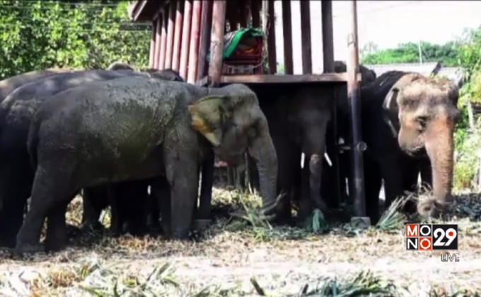 กลุ่มผู้เลี้ยงช้างเตรียมยื่นหนังสือตรวจสอบชุดพญาเสือ