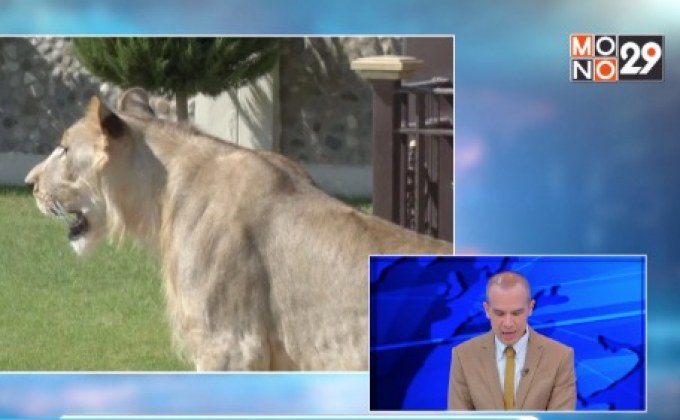 สิงโตขวัญใจชาวอิรัก