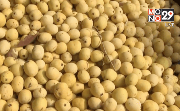 ปกป้องต้นมารูล่าจากช้าง