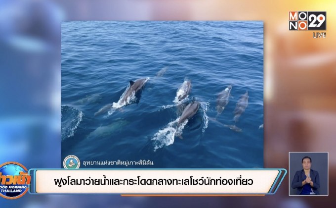 ฝูงโลมาออกมาว่ายน้ำและกระโดดกลางทะเลโชว์นักท่องเที่ยว