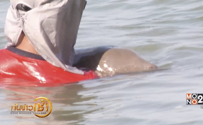 “มาเรียม” ลูกพะยูนหลงแม่แห่งทะเล จ.ตรัง