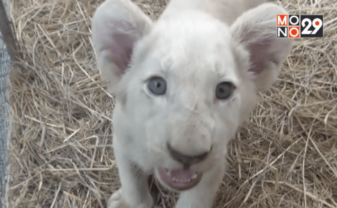 สวนสัตว์เชียงใหม่ โชว์ลูกสิงโต