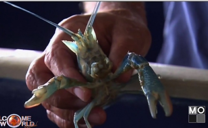 แคลเซียมเสริมที่สร้างเลียนแบบกลไกกุ้งเครฟิช