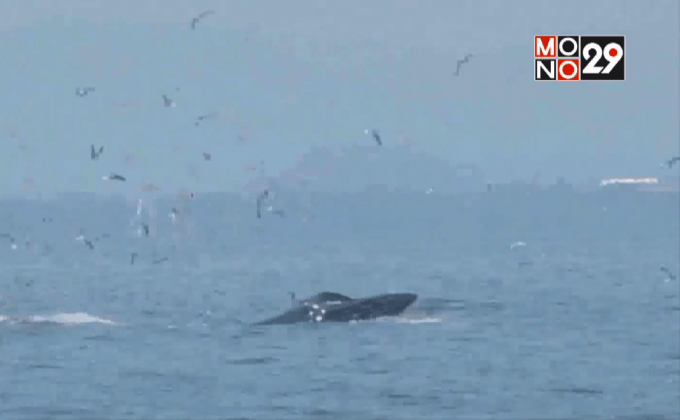 นักท่องเที่ยวแห่ชมวาฬบรูด้า