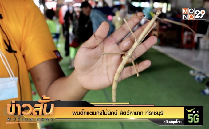 พบตั๊กแตนกิ่งไม้ยักษ์ สัตว์หายาก ที่ราชบุรี