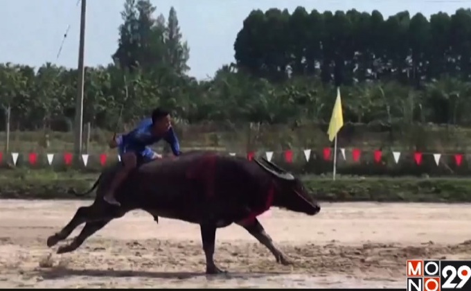 ประเพณีวิ่งควายเร็วชลบุรี