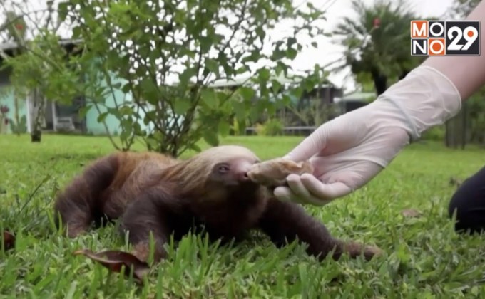 ศูนย์อนุรักษ์สล็อตในคอสตาริกา