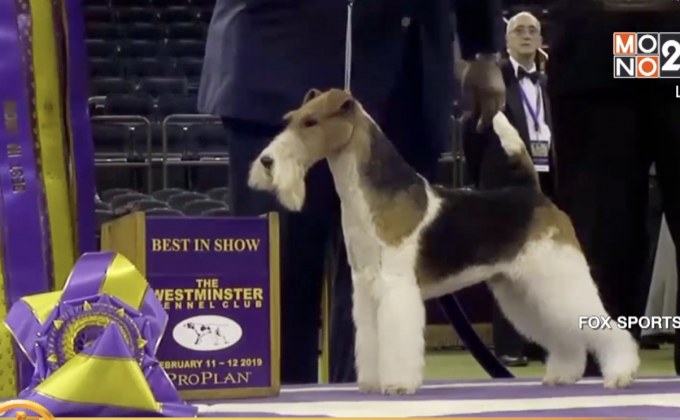 ​งานประกวดสุนัขที่นครนิวยอร์ก