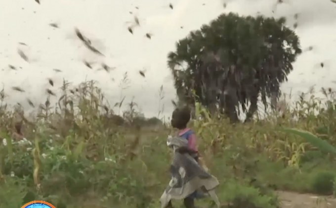 โซมาเลียประกาศภาวะฉุกเฉินกรณีตั๊กแตนปาทังก้าบุก