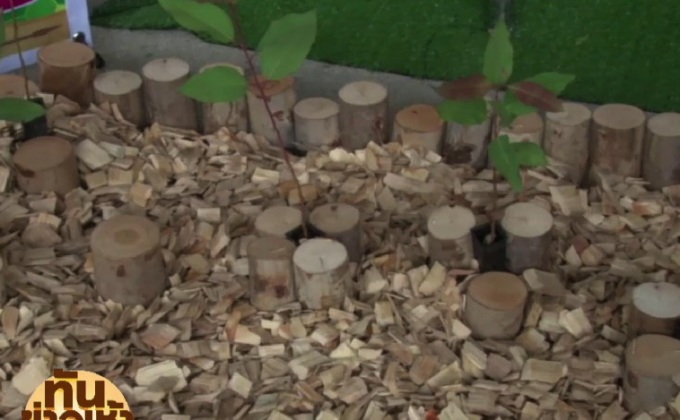 กรมป่าไม้เดินหน้าเพิ่มพื้นที่ป่าเศรษฐกิจ 22 ล้านไร่