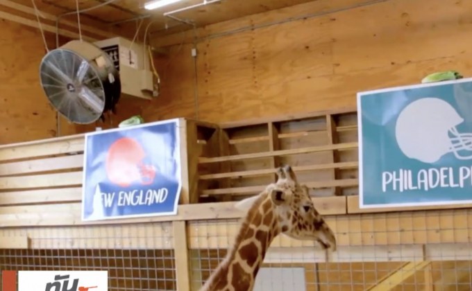 “ยีราฟเสี่ยงทาย” แพทส์ซิวแชมป์ซูเปอร์โบว์ล