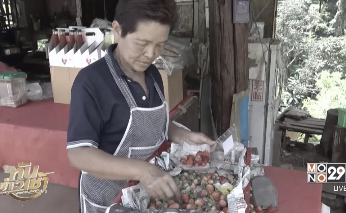 ลมหนาวมาเร็ว สตรอว์เบอร์รี่ชุดแรกของปีเริ่มวางขาย