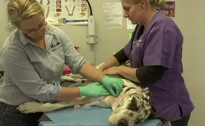 “มีอา” สุนัขฮีโร่บริจาคเลือดในออสเตรเลีย