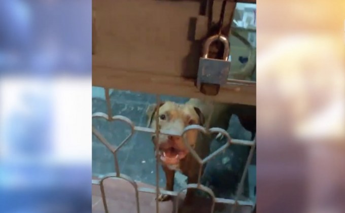 ผวา! ปล่อยสุนัขอเมริกันพิทบลูวิ่งเล่นในคอนโด