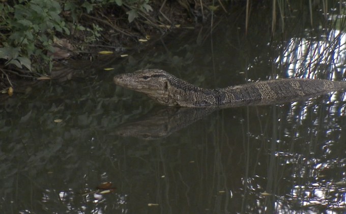 เตรียมสำรวจตัวเงินตัวทองในสวนลุมพินี