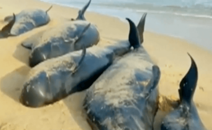 วาฬ 80 ตัวเกยตื้นบริเวณตอนใต้ชายฝั่งอินเดีย