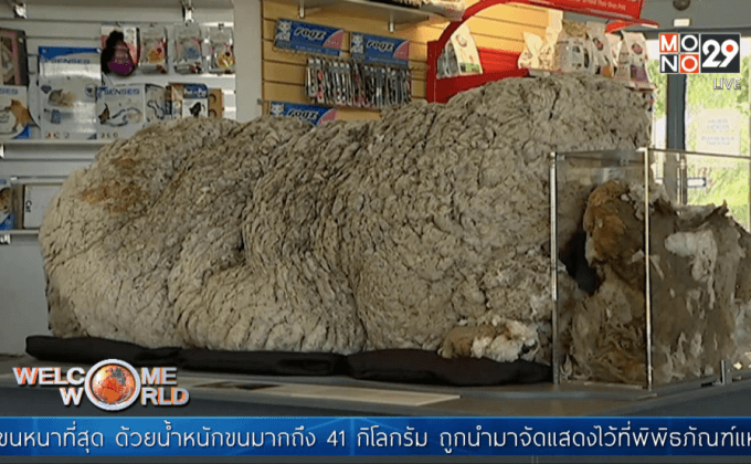 จัดแสดงขนแกะหนาที่สุดในโลก