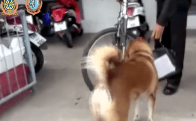 “สุนัขแสนรู้” คาบกระเป๋าวิ่งตามส่งถึงบ้าน