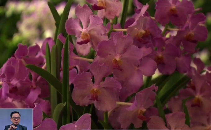 ตั้งชื่อกล้วยไม้ตามผู้นำเมียนมา