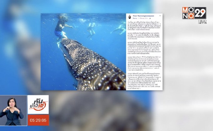 รู้จักนิสัย “ฉลามวาฬ” ยักษ์ใหญ่แห่งท้องทะเล