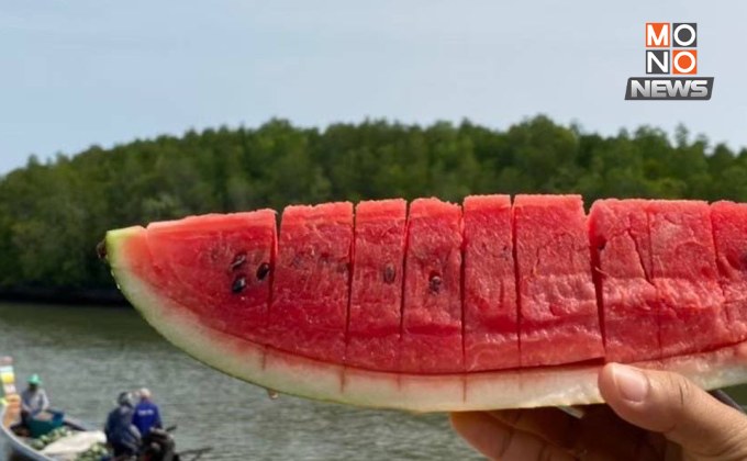 แตงโมเกาะสุกร GI ตัวแรกของไทย หนุนท่องเที่ยวตรัง