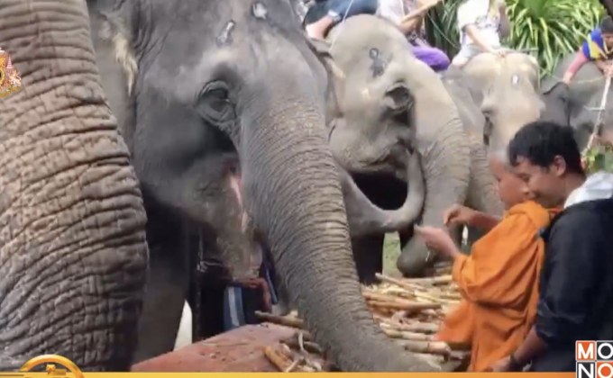จ.ตรัง จัดพิธีรับขวัญช้างใหญ่ที่สุดในภาคใต้