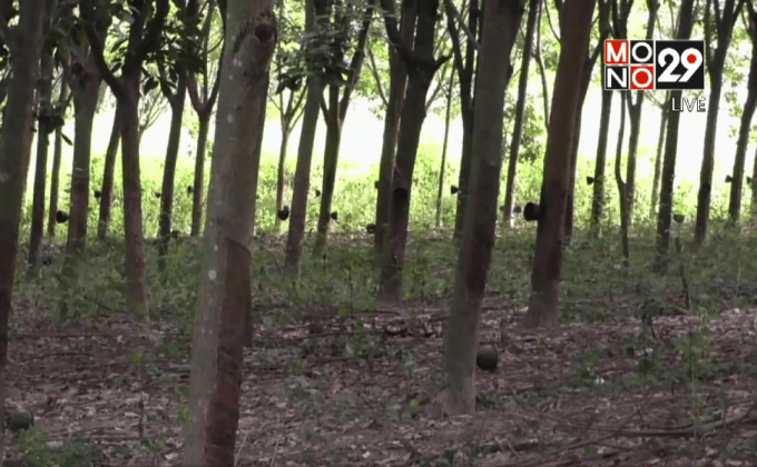 ร้องรัฐช่วยชาวสวนยางไร้เอกสารสิทธิ์ที่ดินทำกิน