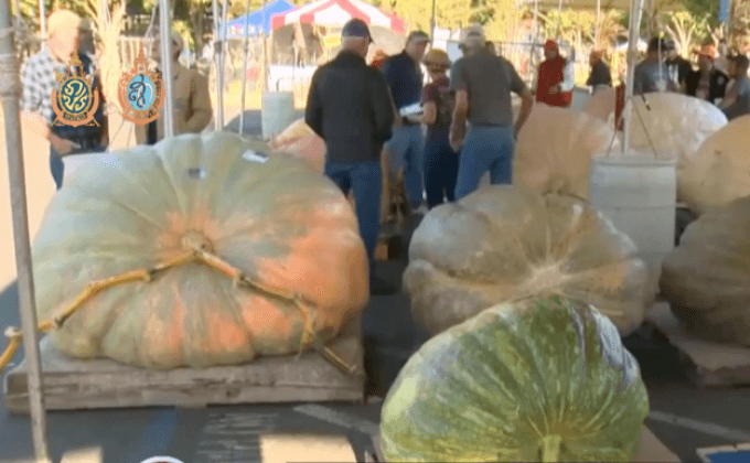 สหรัฐฯ จัดประกวดฟักทองยักษ์