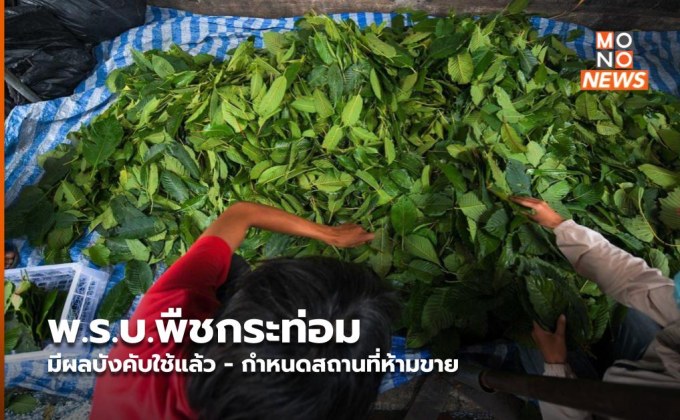 พ.ร.บ.พืชกระท่อม มีผลบังคับใช้แล้ว – กำหนดสถานที่ห้ามขาย