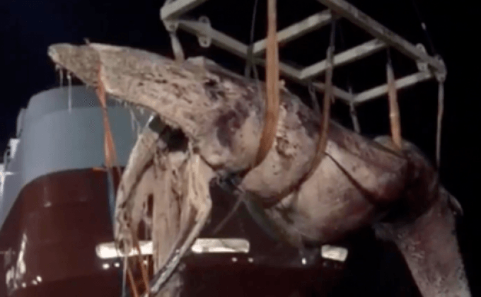 ผลพิสูจน์วาฬบรูด้าตายเพราะถูกเรือชน