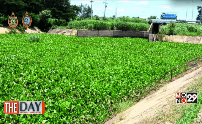 ผักตบชวายากควบคุม