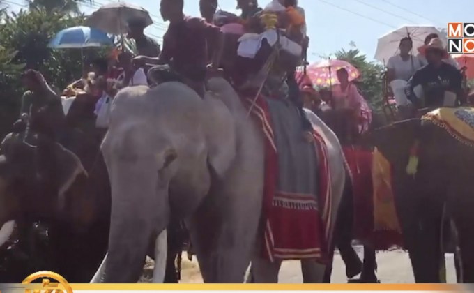 สีสันอลังการ!! ขบวนแห่นาค ช้าง 30 เชือก