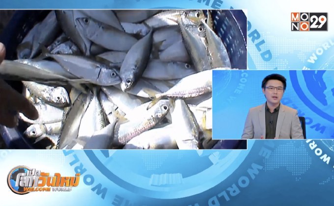 เตือนอย่าตื่นตระหนกข่าวพบขยะพลาสติกในปลาทู