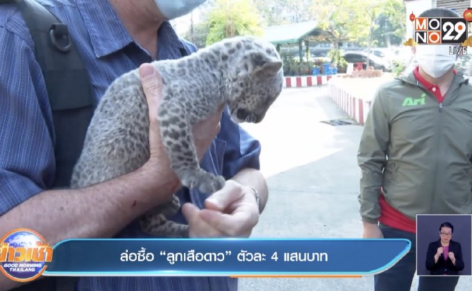 ล่อซื้อ “ลูกเสือดาว”  ตัวละ 4  แสนบาท