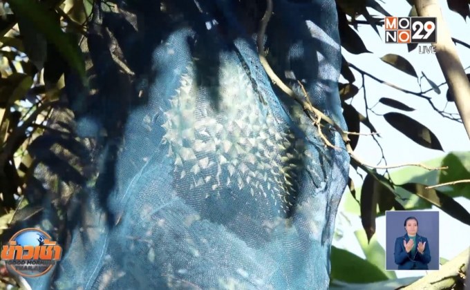 สวนทุเรียนนนท์ใบเหลืองน้ำเค็มรุก