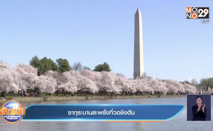 ซากุระบานสะพรั่งที่วอชิงตัน