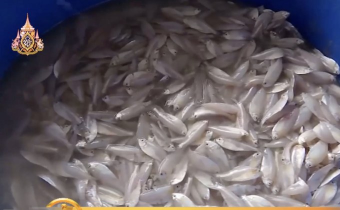 บังกลาเทศแบนทำประมงกระทบห่วงโซ่อุปทาน