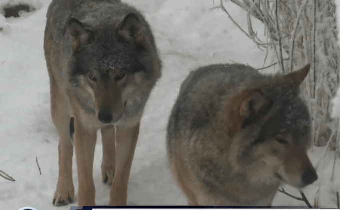 หมาป่าแลปแลนด์กำลังลดลง