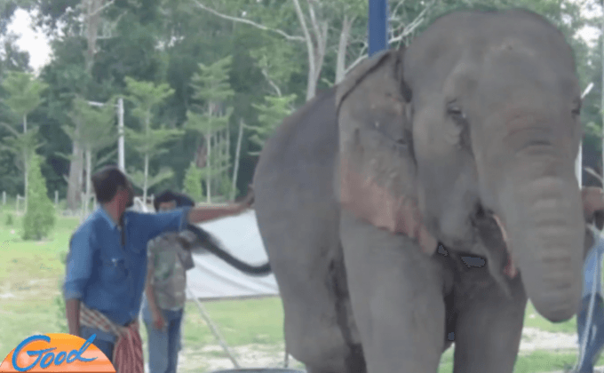 เฝ้าดูอาการ “พังมณี” หลังพบบาดแผลติดเชื้อ